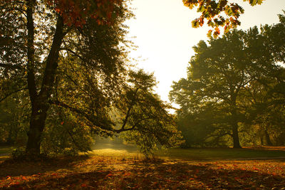 Sunlight streaming through trees in forest during autumn