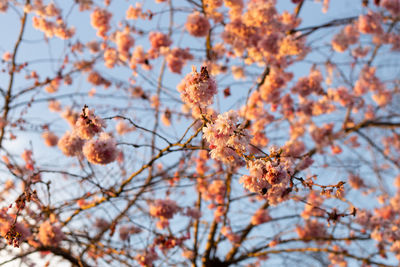 Low angle view of cherry blossoms against sky