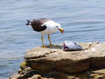 Seagull perching on rock