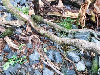 Close-up of tree trunk in forest