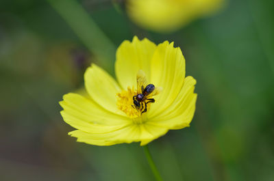 Close-up of insect on yellow flower