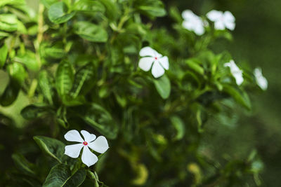 Close-up of white flowering plant