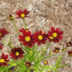 Close-up of flowers blooming outdoors