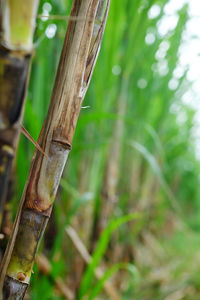 Sugar canes growing on field