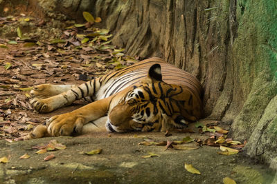 Tiger in a forest