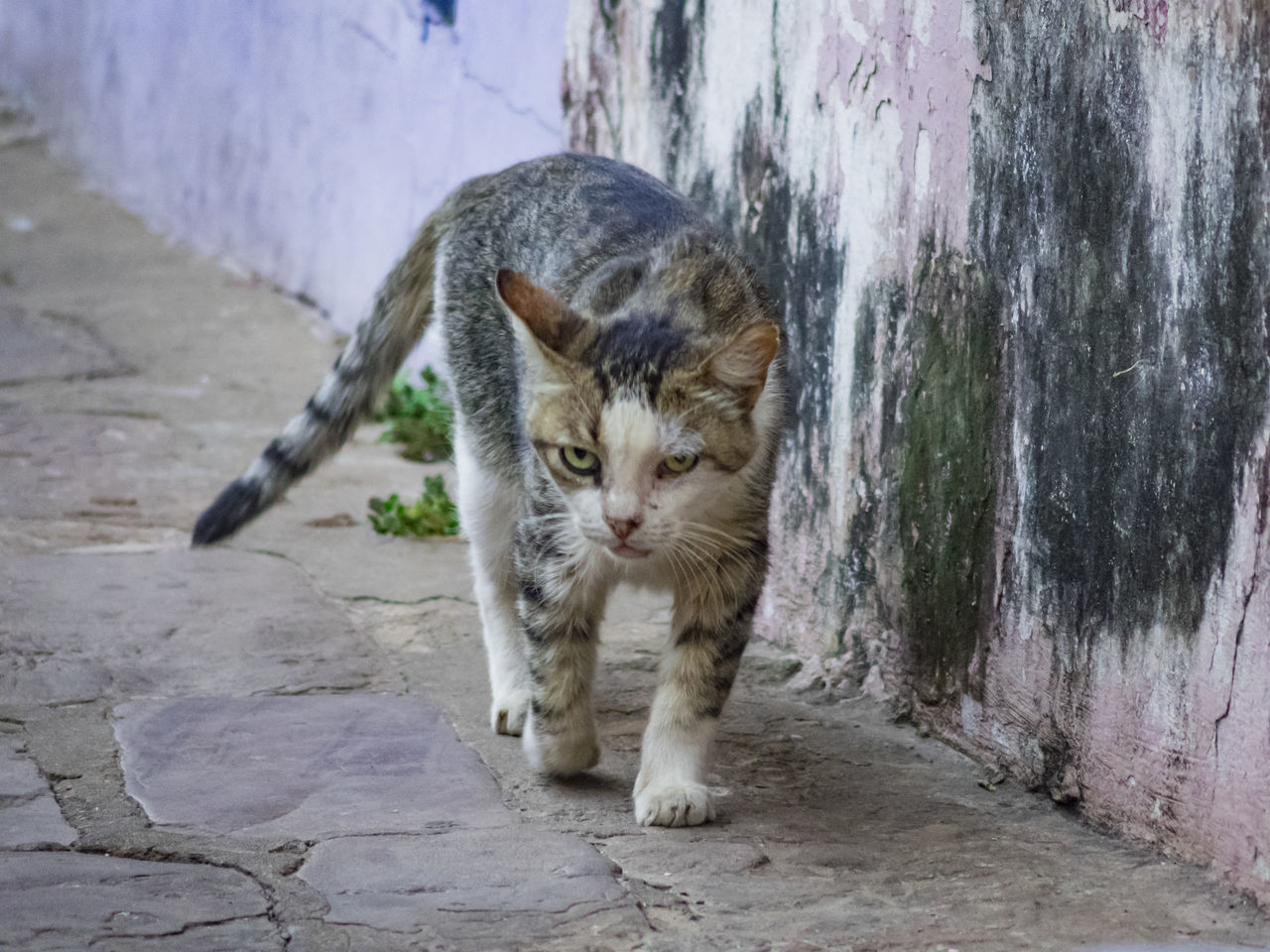 White gray Cat