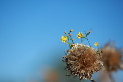 Low angle view of flowering plant against blue sky