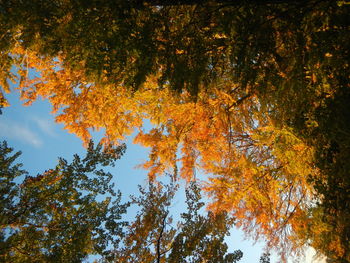 Low angle view of trees against sky