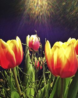 Close-up of tulips blooming in field