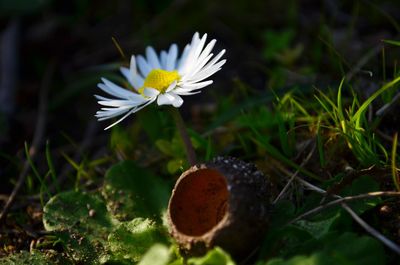 Close-up of white daisy flower