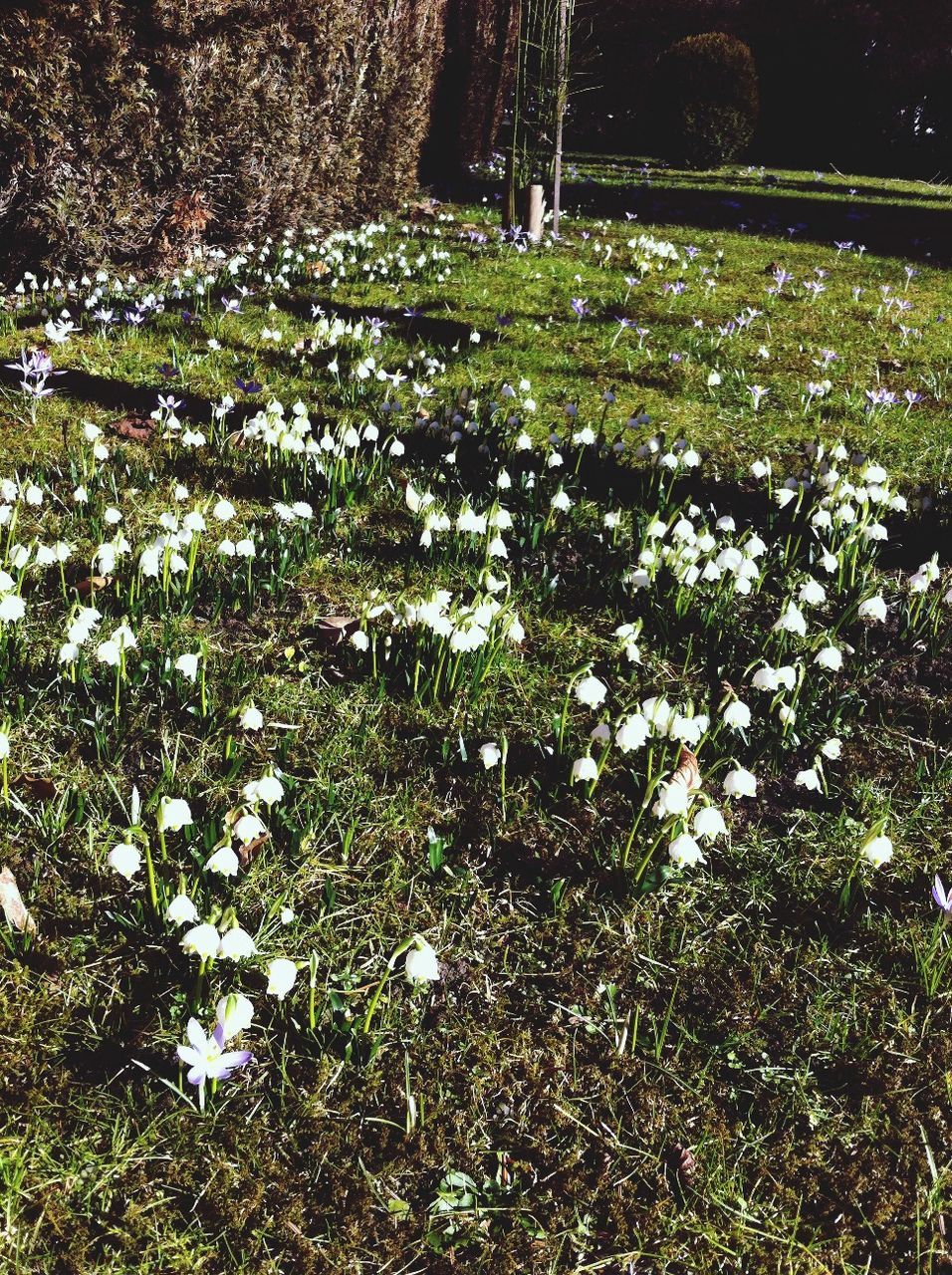 growth, flower, plant, nature, tree, green color, beauty in nature, freshness, leaf, growing, day, tranquility, outdoors, fragility, white color, branch, field, sunlight, no people, blooming