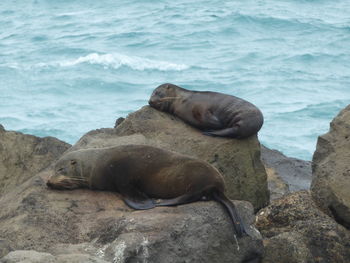 High angle view of sea lion sleeping on rock