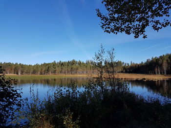 Scenic shot of reflection of plants in calm lake