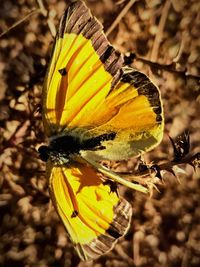 Close-up of butterfly pollinating on yellow flower