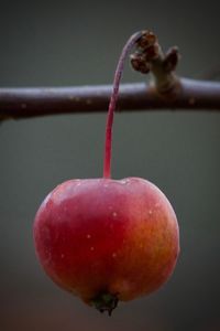 Close-up of fruits hanging on tree