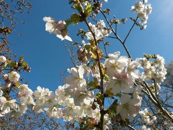 Low angle view of blooming tree against sky