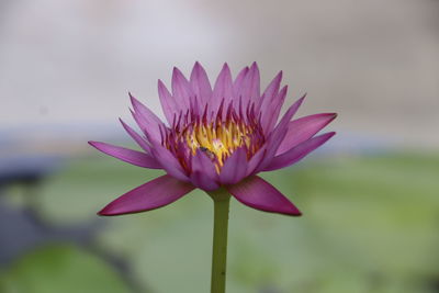 Close-up of pink water lily