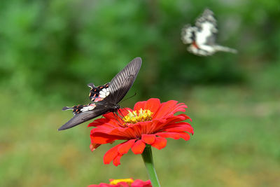 Butterfly on flower