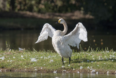 Bird flying over lake