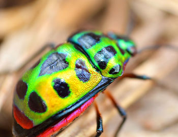 Close-up of an insect