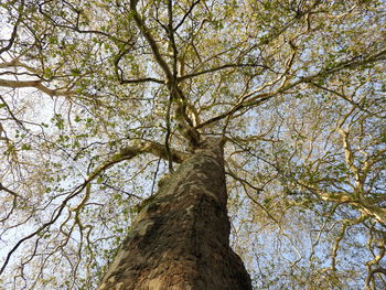 Low angle view of tree against sky