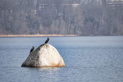 Rear view of  rock in sea with birds 