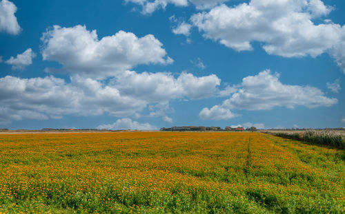 Scenic view of field against cloudy sky