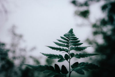 Close-up of pine tree against sky