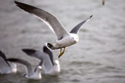 Close-up of seagull flying over sea