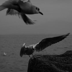 Seagulls flying over sea against sky