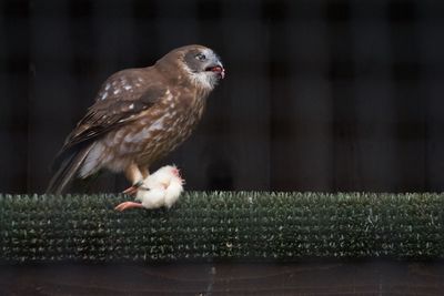 Side view of owl eating while perching on wood