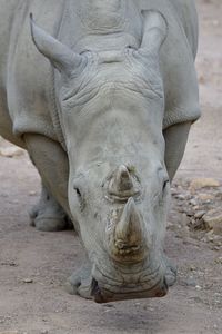 Close-up of elephant