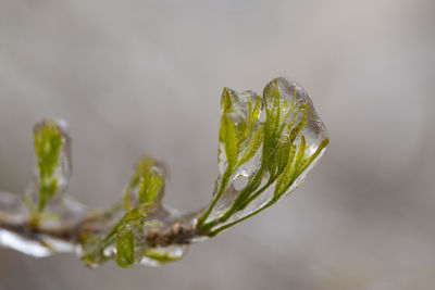 Close-up of icy wet plant