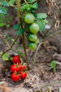 Close-up of berries growing on tree