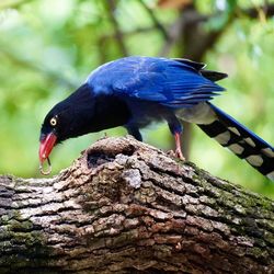 Close-up of bird perching on wood