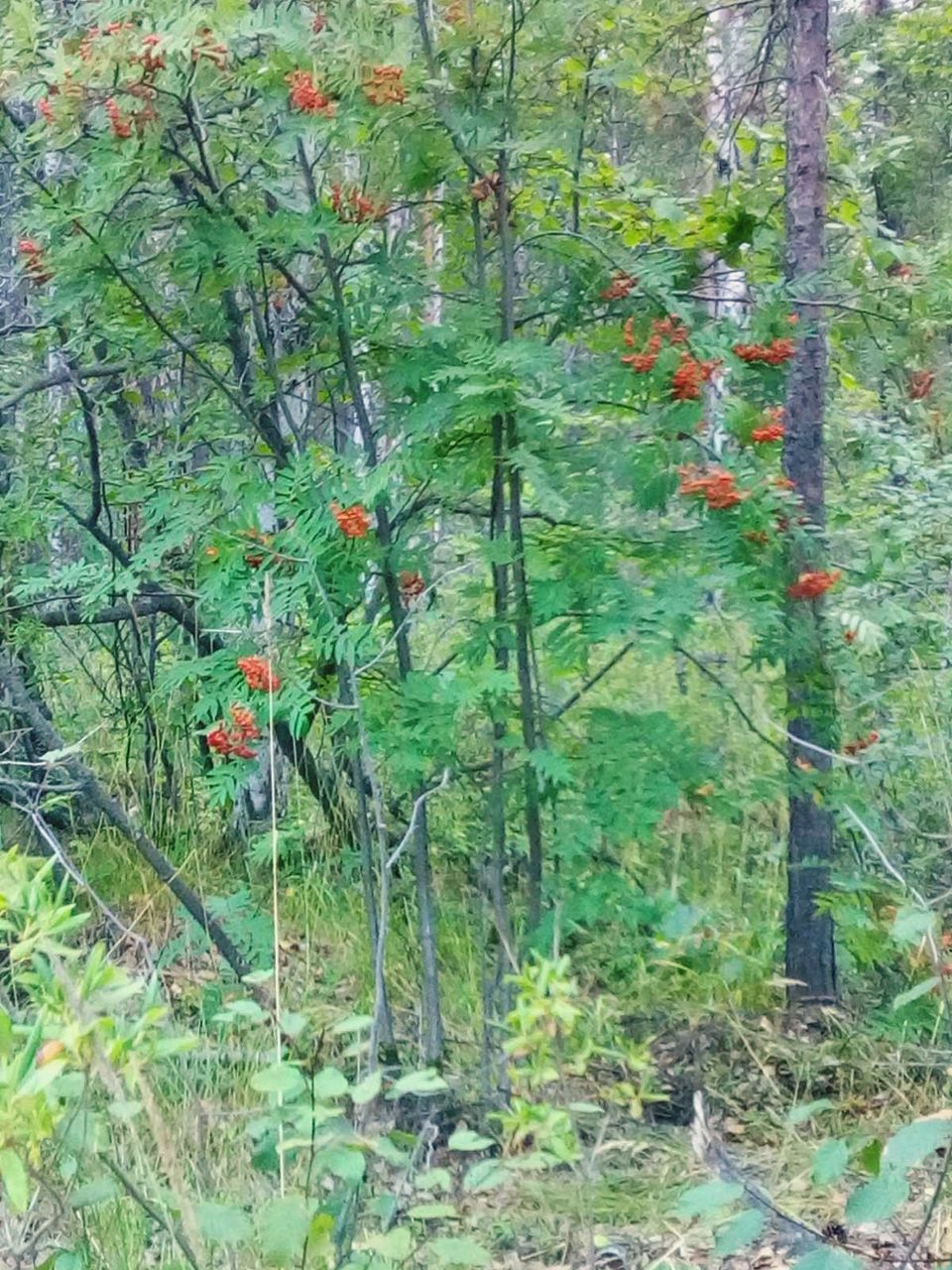 plant, growth, tree, land, green, nature, day, no people, forest, beauty in nature, tranquility, woodland, flower, outdoors, shrub, natural environment, tranquil scene, field, spruce, wildflower