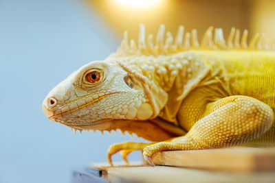 Close-up of a lizard