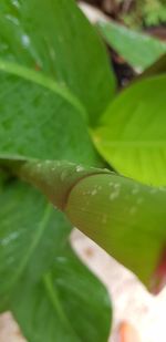 Close-up of raindrops on leaves