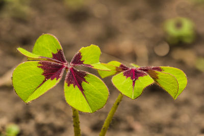 Close-up of green leaf on plant