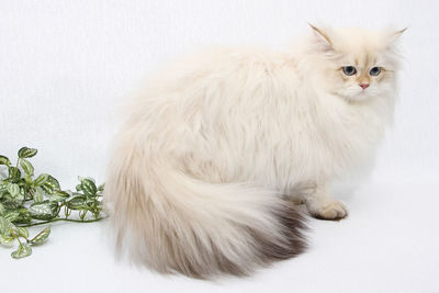 Cat sitting on white background