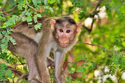 Portrait of monkey in forest