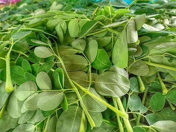 High angle view of green leaves