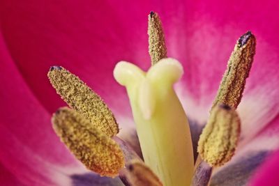 Close-up of pink cactus flower