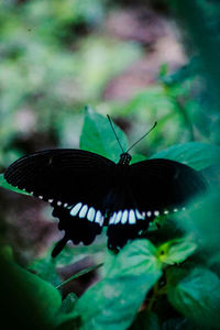 Close-up of butterfly on flower