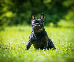 Portrait of a dog on field