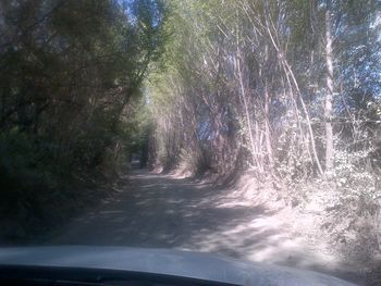 Road passing through trees