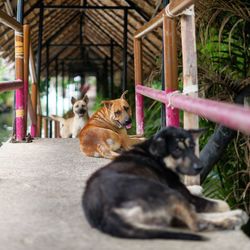 Cats relaxing outdoors