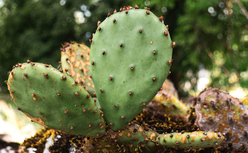 Close-up of prickly pear cactus