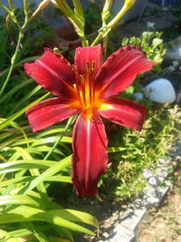 Close-up of red flower blooming in park