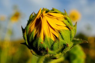 Close-up of yellow flower